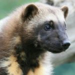 Profile picture of Wolverine