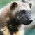 Profile picture of Wolverine