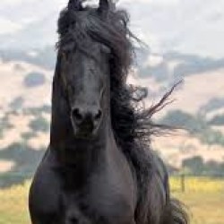 Profile picture of Black Beauty