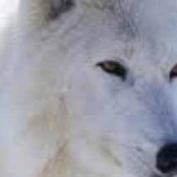 Profile picture of SenSitivity Unknown